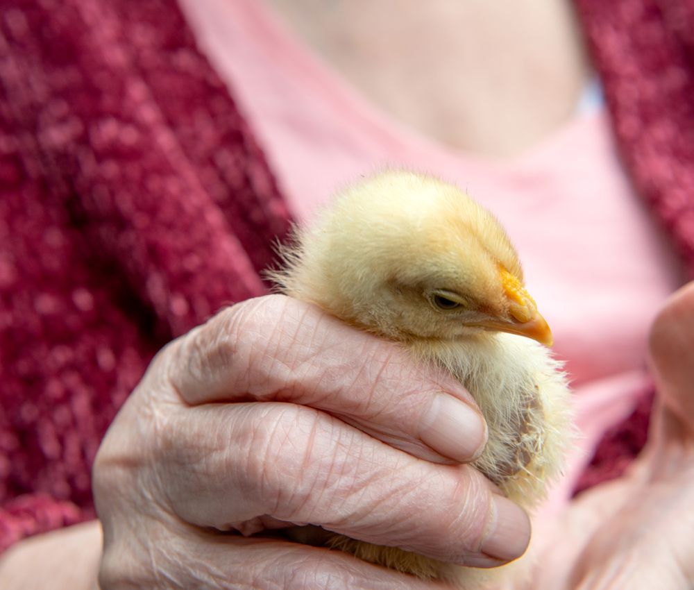 Eldercare aged care resident holding a baby chicken