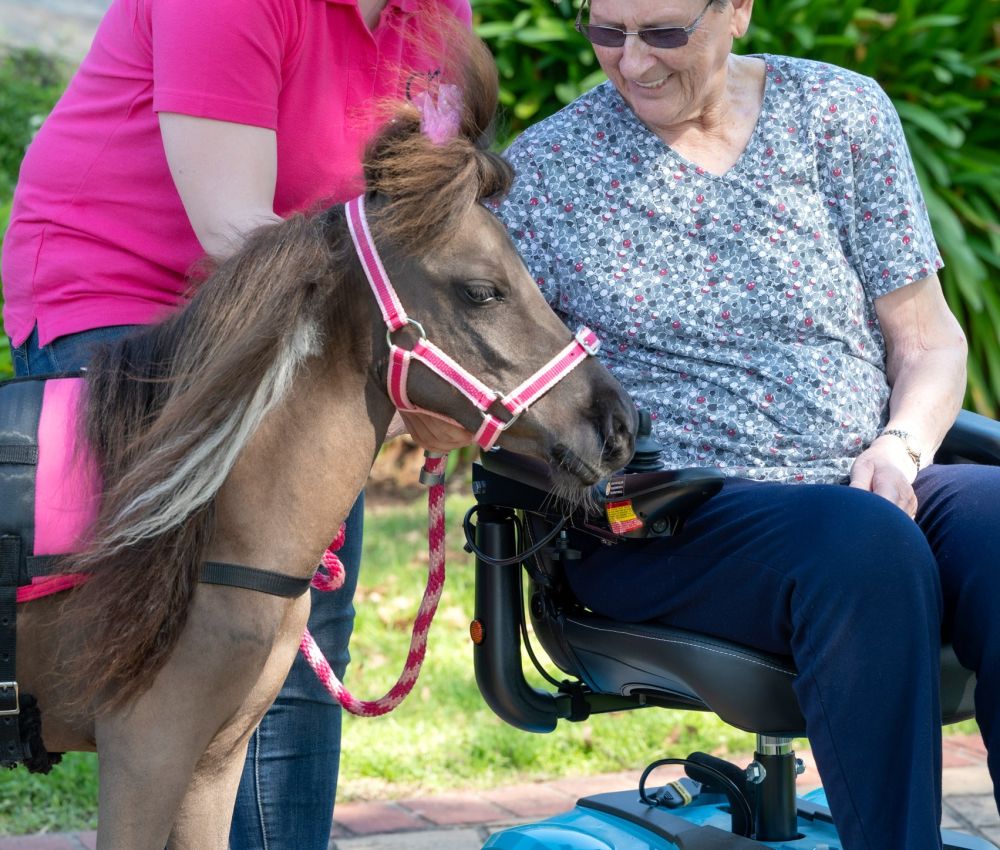 Eldercare aged care resident in a wheelchair patting a pony