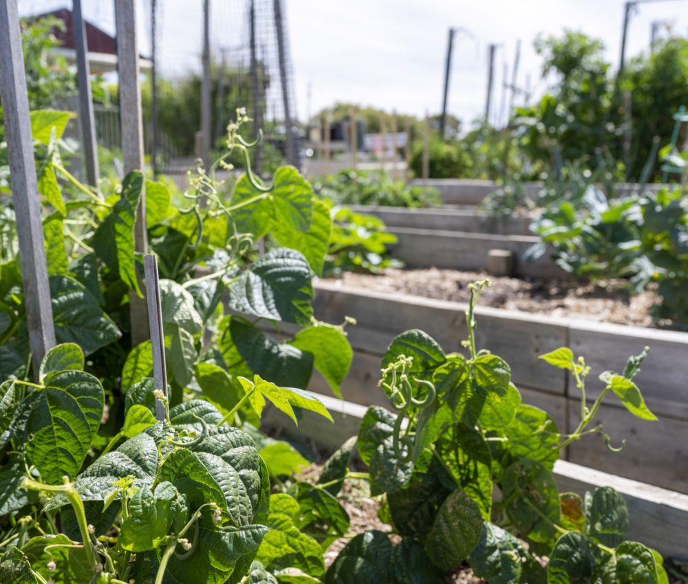 Eldercare The Braes Retirement Village garden.